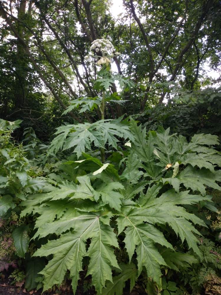 Giant Hogweedの投稿画像 By Lunaさん 野草と毒草とお写ん歩と近所と白い花とお散歩と山 野草とお出かけ先と珍奇植物と野草と毒草とお写ん歩と近所と白い花とお散歩と山野草と珍奇植物 月6月15日 Greensnap グリーンスナップ Greensnap グリーン