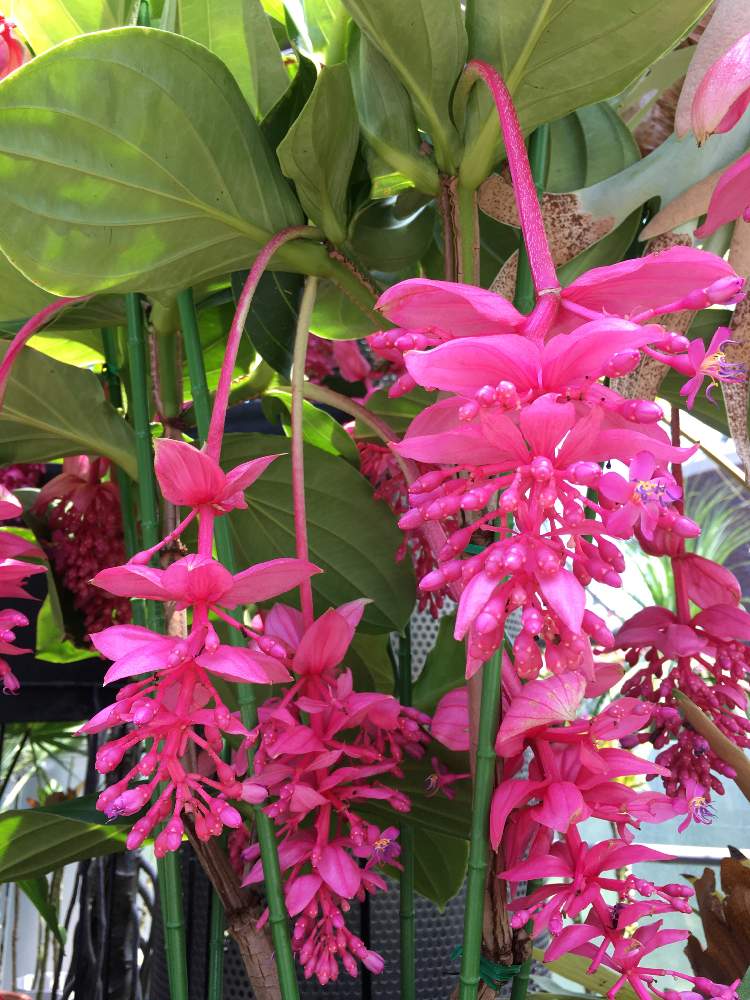 ピンクの花の投稿画像 By Azul さん 南国植物と華やかと美しいと花を愛でるとお花好きと素敵と花園 月6月15日 Greensnap グリーンスナップ