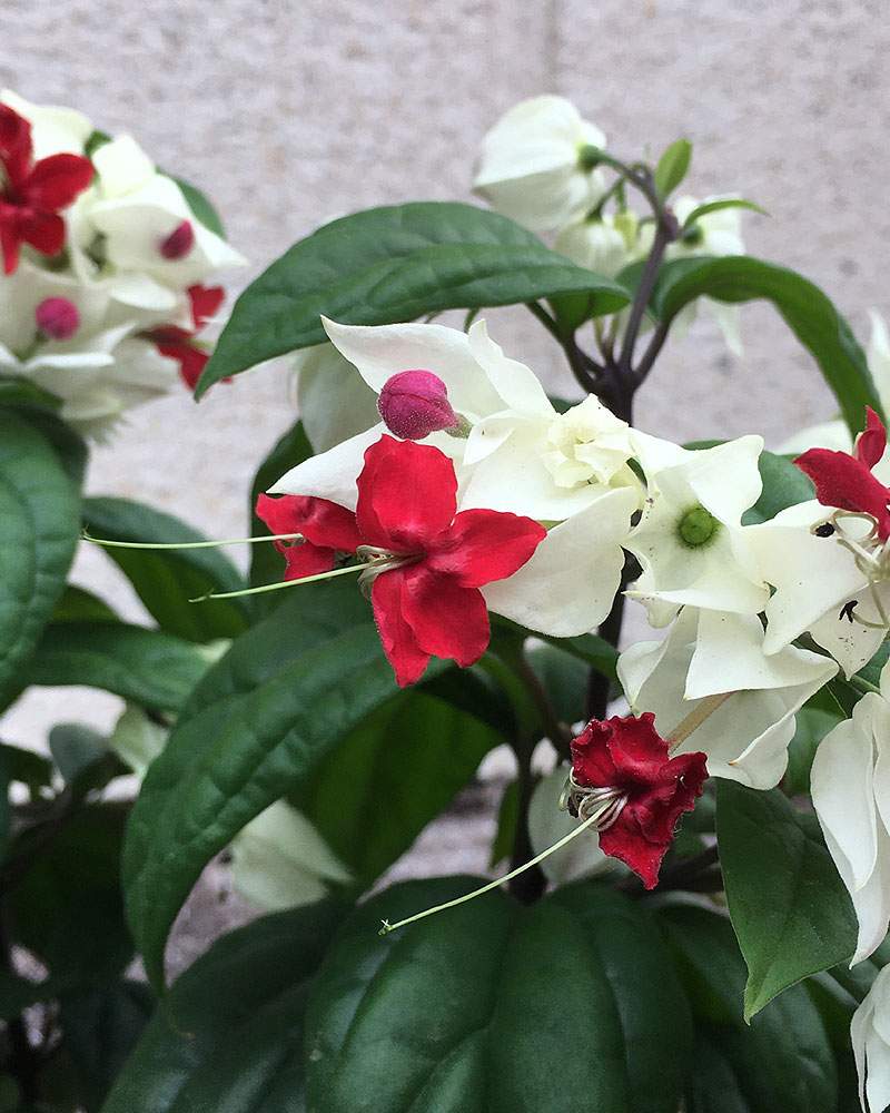 源平カズラの投稿画像 By Orhis オルヒィスさん カズラ科 月6月15日 Greensnap グリーンスナップ