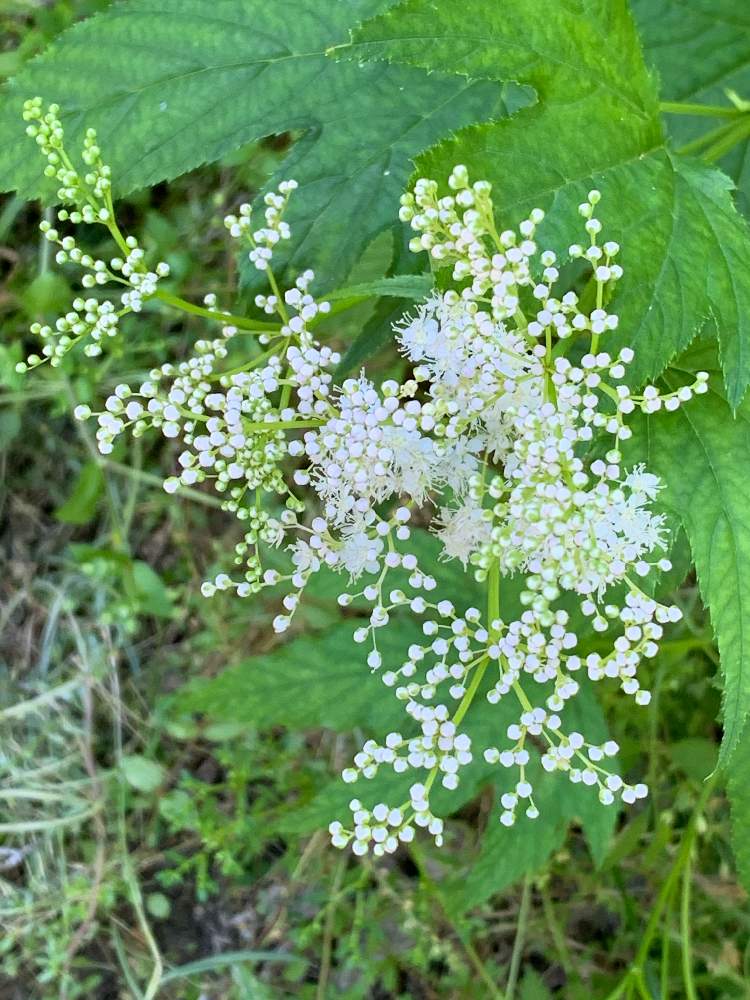 白花 京鹿子の投稿画像 By かずさん 素敵な薔薇のある暮らしとロザリアン と癒しとおうち園芸とお花大好き と花のある暮らしと地植えとなんでも無農薬有機栽培 月6月15日 Greensnap グリーンスナップ