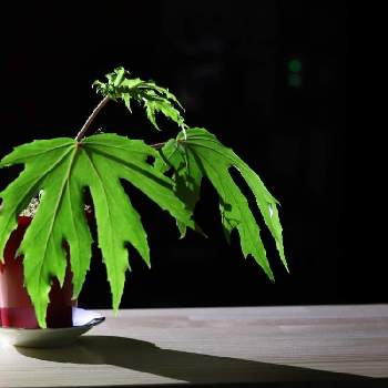 さくらベゴニア 根茎性ベゴニア クラシカウリス の投稿画像一覧 Greensnap グリーンスナップ