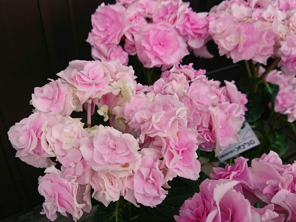 紫陽花 豪華暁光園 四種セット 紫陽花 豪華暁光園 四種セット
