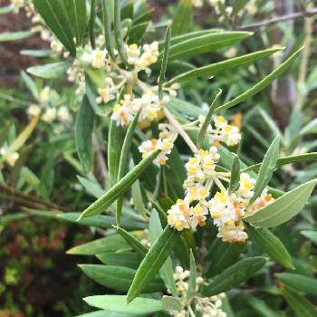オリーブの花の投稿画像一覧 Greensnap グリーンスナップ オリーブの花の投稿画像一覧 Greensnap グリーンスナップ