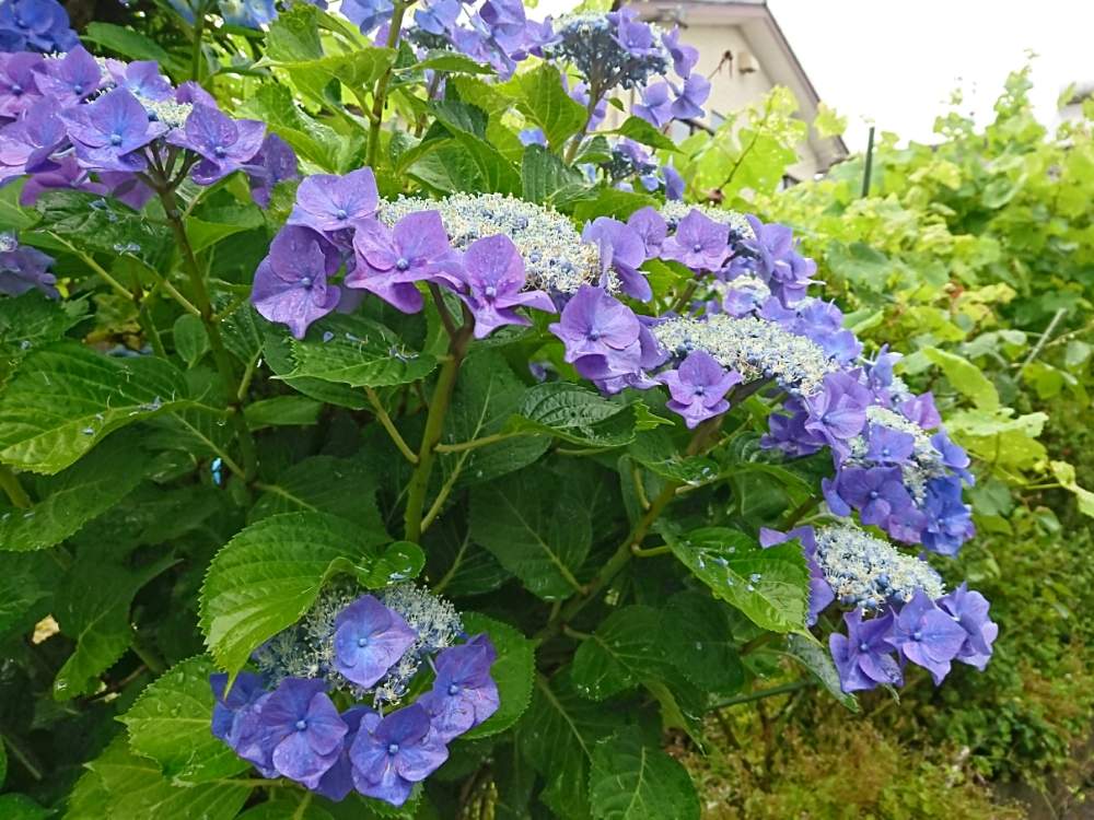 アジサイの投稿画像 By あざみ さん ガクアジサイと紫陽花 あじさい アジサイとお出かけ先と散歩とお散歩とご近所とチーム岐阜 と散歩とお散歩とご近所とチーム岐阜 月6月15日 Greensnap グリーンスナップ Greensnap グリーンスナップ