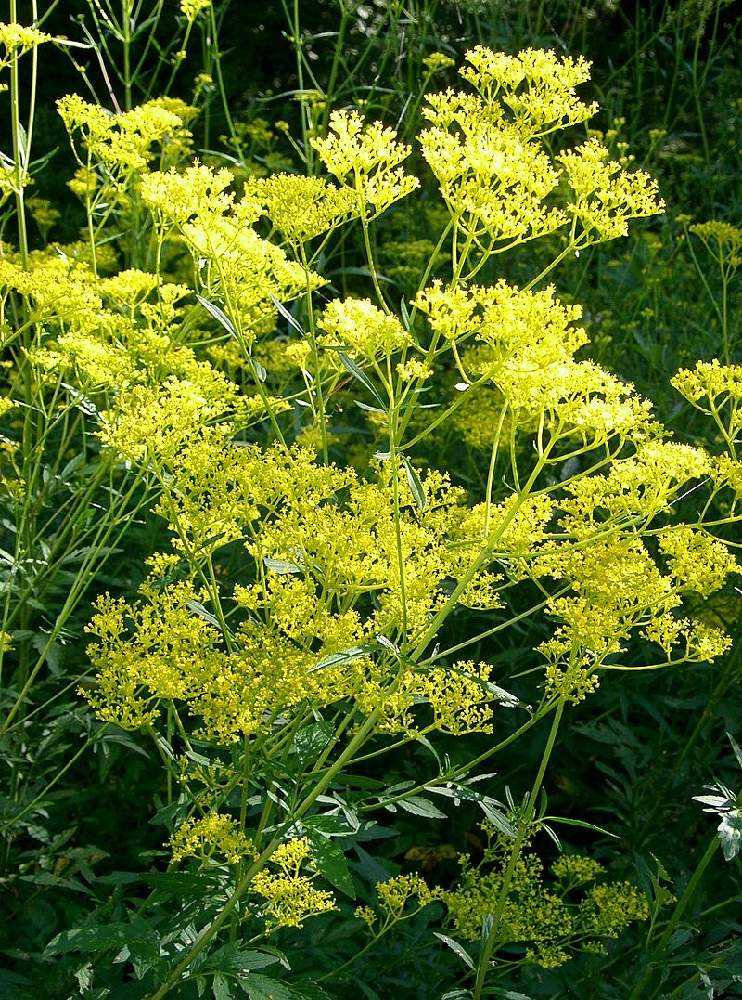花だけ見ても分からない シリーズ化している Greensnap グリーンスナップ 花だけ見ても分からない シリーズ化している Greensnap グリーンスナップ
