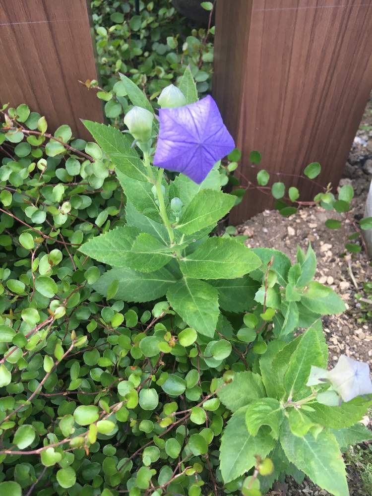 桔梗の投稿画像 By わわさん 大人っぽいと和風ティストと青い花とつぼみと紫の花 月6月15日 Greensnap グリーンスナップ