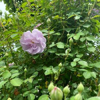 レイニー・ブルーの画像 by Naomamさん | 小さな庭とレイニー・ブルーと待ち遠しいと四季咲きと京成バラとバラ、バラ、バラ