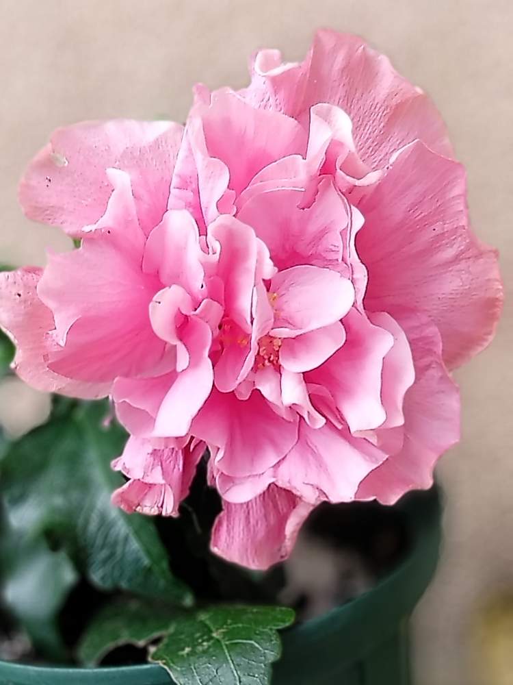 ハイビスカスアドニスピンクダブルの投稿画像 By くまちゃんさん ピンクの花とおうち園芸と大好きなものと大好きな花 とハイビスカスloveと我が家の庭のお花と花のある暮らしと青空 月6月15日 Greensnap グリーンスナップ