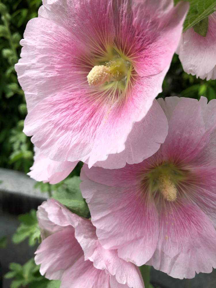 タチアオイの投稿画像 By Buさん アオイ科とビロードアオイ属とピンク色の花と花のある暮らしと散歩中 月6月15日 Greensnap グリーンスナップ