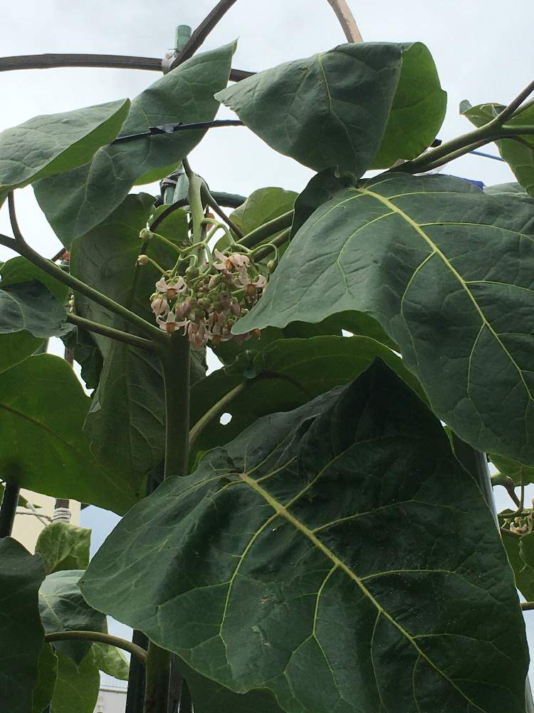 タマリロの投稿画像 By Manabeさん 買い物途中で とツリートマトとキフォマンドラ属とトマトの木とナス科と果物の木と珍品とフルーツ 月6月15日 Greensnap グリーンスナップ