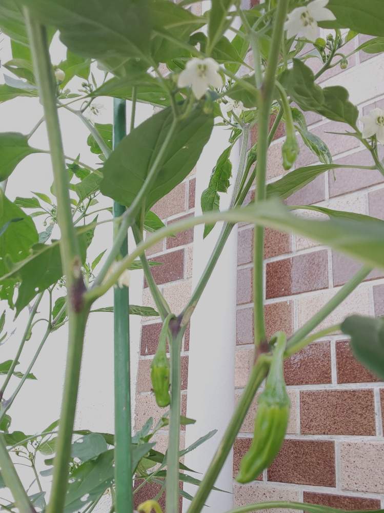 ししとうの投稿画像 By パープルさん 白い花と野菜の花とおうち園芸とおうちde菜園 2020月6月15日 Greensnap グリーンスナップ