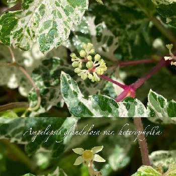 斑入りノブドウエレガンスの画像 by ❥︎･•miccoさん | 斑入りノブドウと野葡萄と野葡萄♡と斑入りノブドウエレガンスとノブドウの花芽