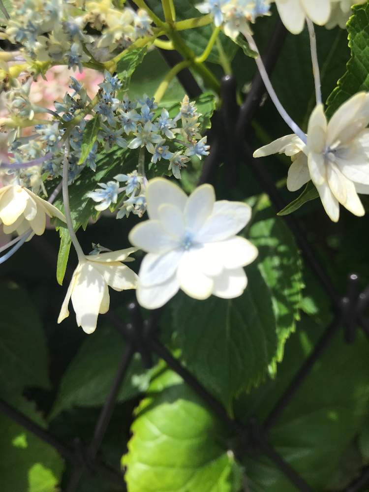 キャンディパピヨンさんの投稿画像 月6月15日 Greensnap グリーンスナップ