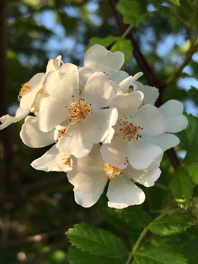 野ばらの投稿画像 By 秋桜さん 花のある暮らしと白いお花と初夏の花たちとこんなときこそお花を飾ろう 月6月15日 Greensnap グリーンスナップ