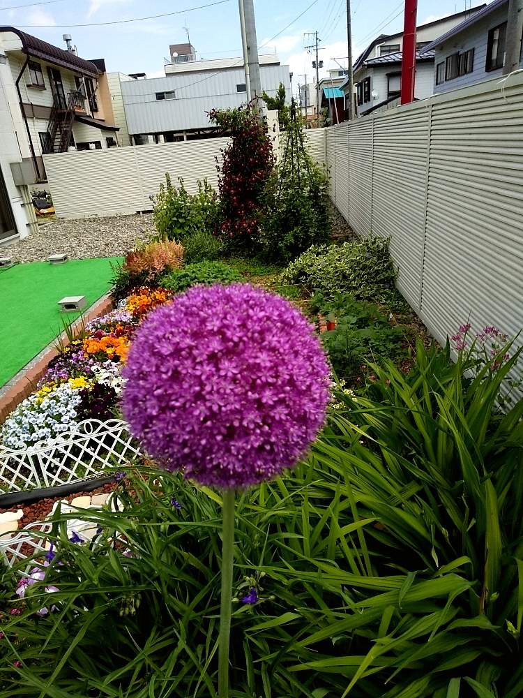 ギガンチウムの投稿画像 By ぴょんさん 新緑の季節と可愛い と綺麗なお花 と紫の丸い花と散歩ときれいな色と清々しいと花のある暮らし 月6月15日 Greensnap グリーンスナップ