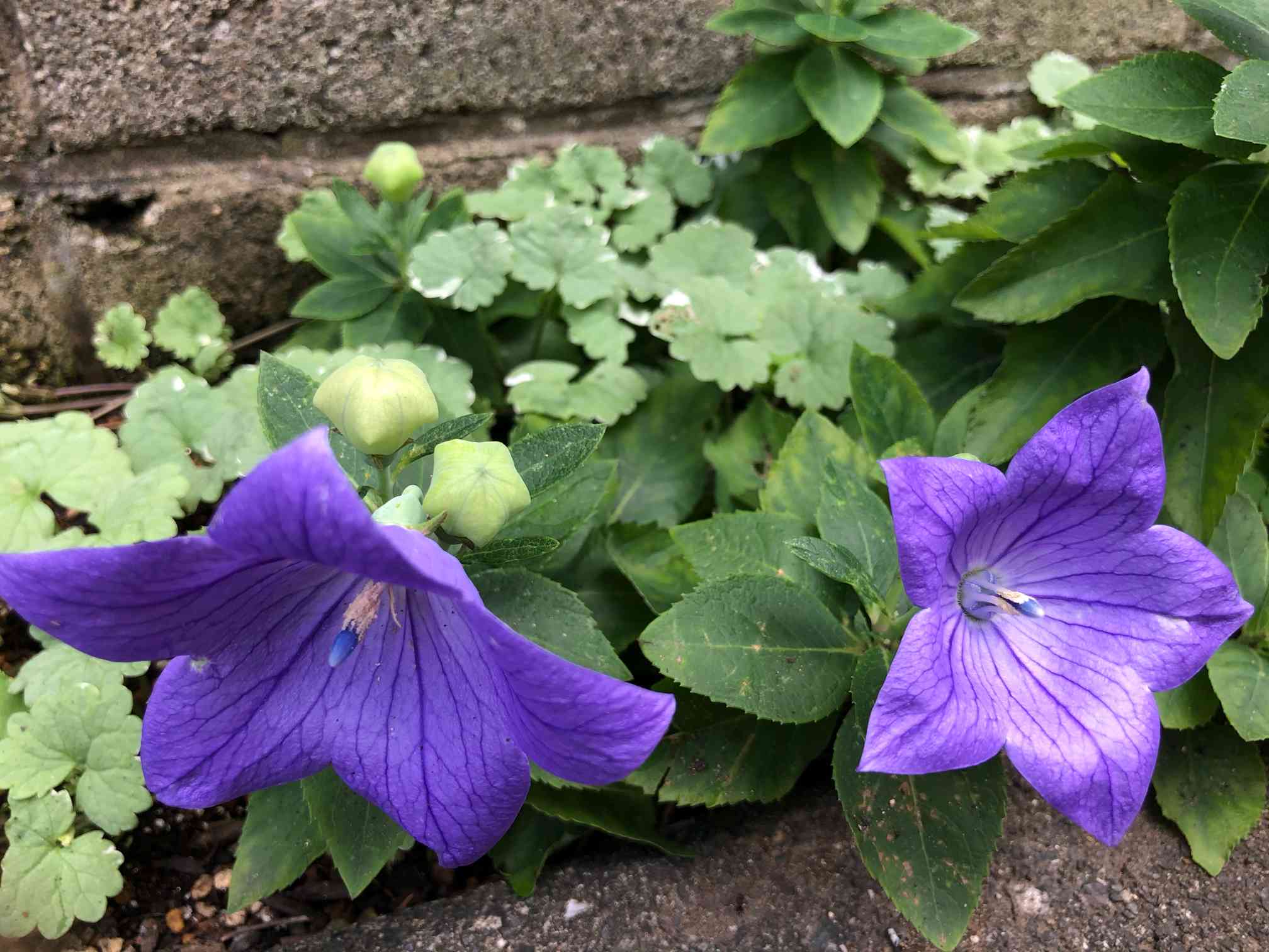 驚きの安さ 桔梗 🌱9月11日＊完🌱｜🍀GreenSnap（グリーンスナップ） ロッド