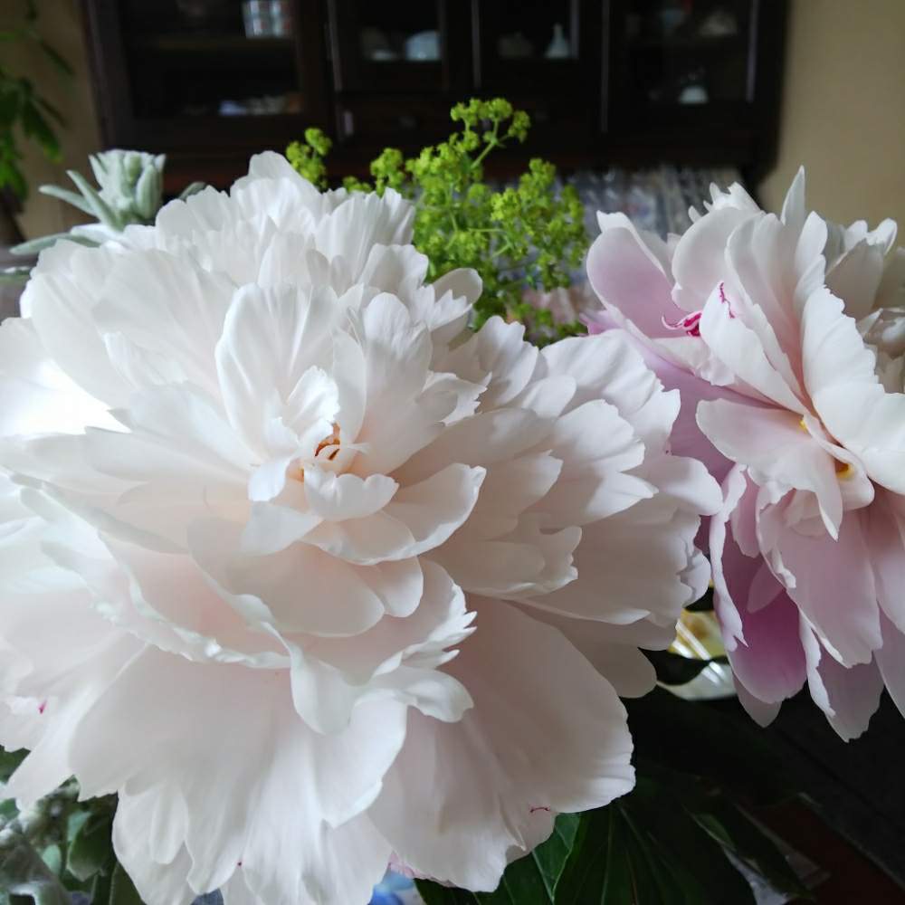 可愛いね の投稿画像 By ともこママさん お花仲間と札幌市と私の庭と花のある暮らし 月6月15日 Greensnap グリーンスナップ