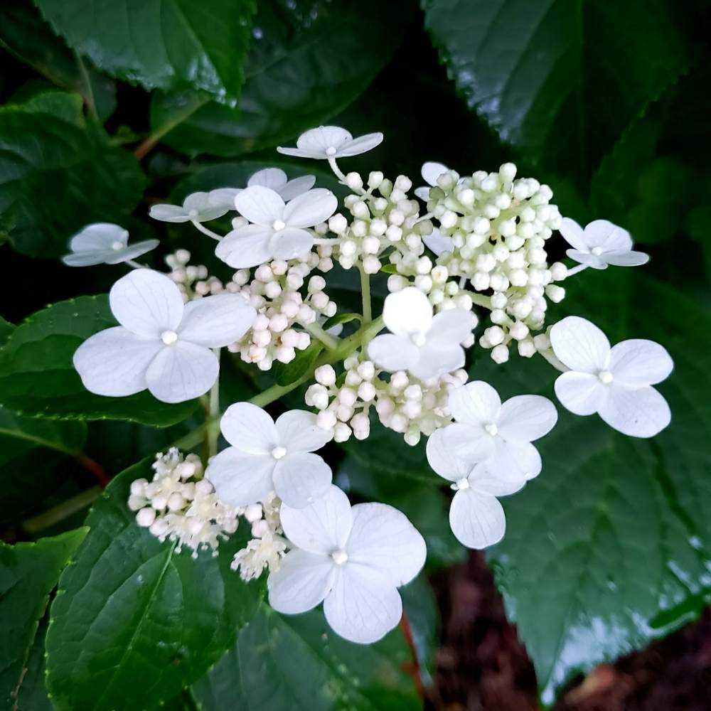 運動公園わきのステキな紫陽花たち Greensnap グリーンスナップ