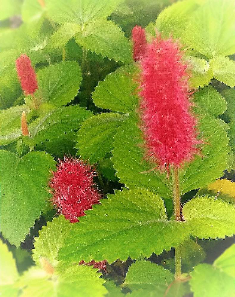 キャットテールの投稿画像 By らくまるさん にわの草花とお散歩がてらとおうち園芸と赤い花とガーデニング 月6月15日 Greensnap グリーンスナップ