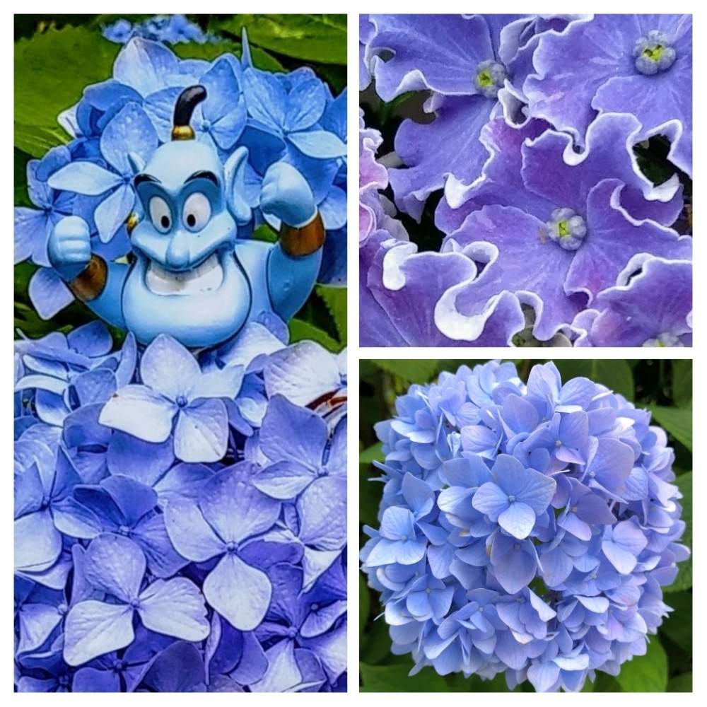 こんな時こそ花をの投稿画像 By Ryu Ryuさん おうち園芸と紫陽花 アジサイ あじさいとアジサイ 紫陽花 と花のある暮らしと 炭治郎ブルーとお出かけ先とこんな時こそ花をとおうち園芸と紫陽花 アジサイ あじさいとアジサイ 紫陽花と花のある暮らしと 炭治郎ブルー