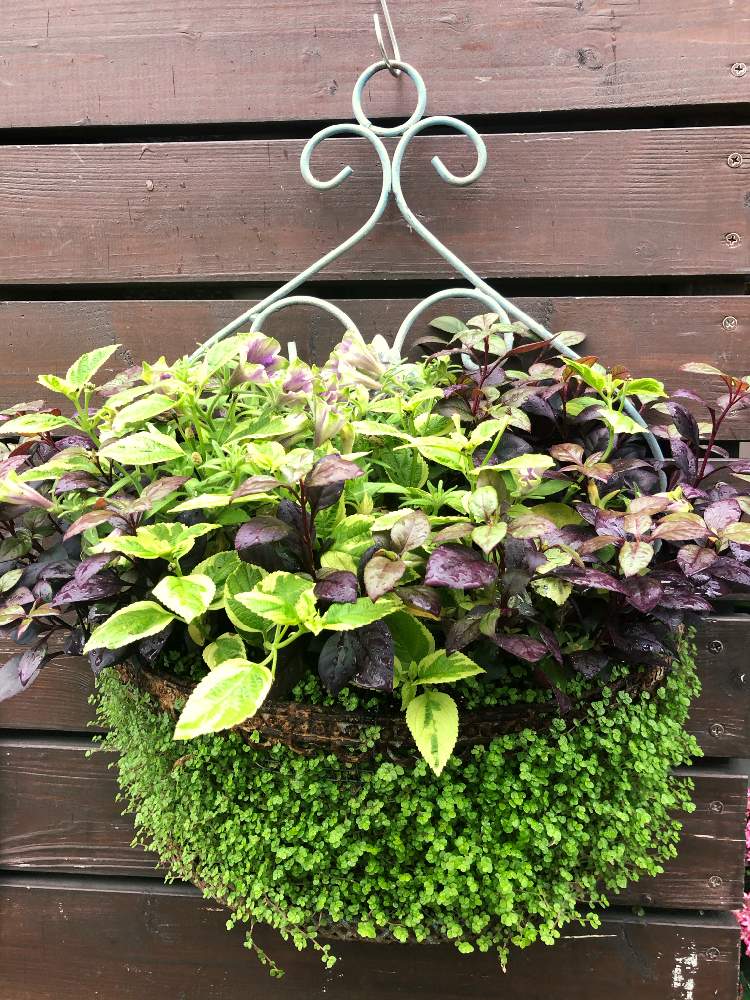 Li An Styleの投稿画像 By Green Flower Studio Li Anさん ペチュニア 天の川 と ランタナと寄せ植えとli Anとアルテルナンテラ と壁掛け寄せ植えとベビーティアーズ と季節の寄せ植えと壁掛けとペチュニア と天の川と花のある暮らしと斑入り と リアンスタイルと