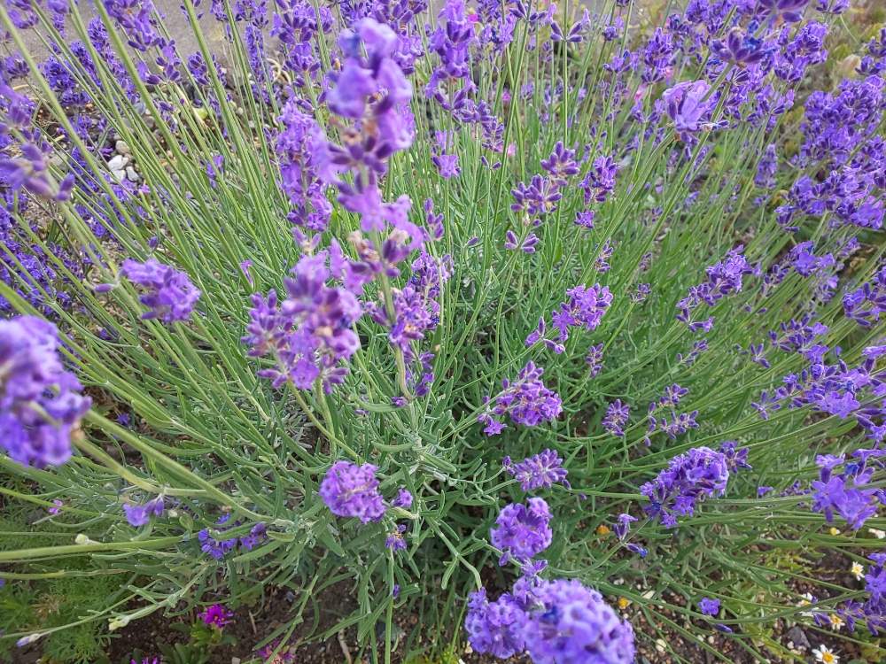 ラベンダーの投稿画像 By 14さん 地植えと挿し木と紫の花とムラサキの花 月6月15日 Greensnap グリーンスナップ