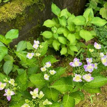 買得 紫陽花苗 キラキラ星 植物 観葉植物 Www Greatevent My