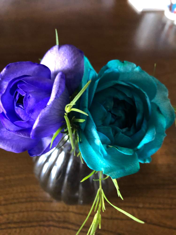 ラナンキュラスの投稿画像 By ひなさん 青い花とおうち園芸と魔法の花瓶と花のある暮らしとサブスク 月6月15日 Greensnap グリーンスナップ