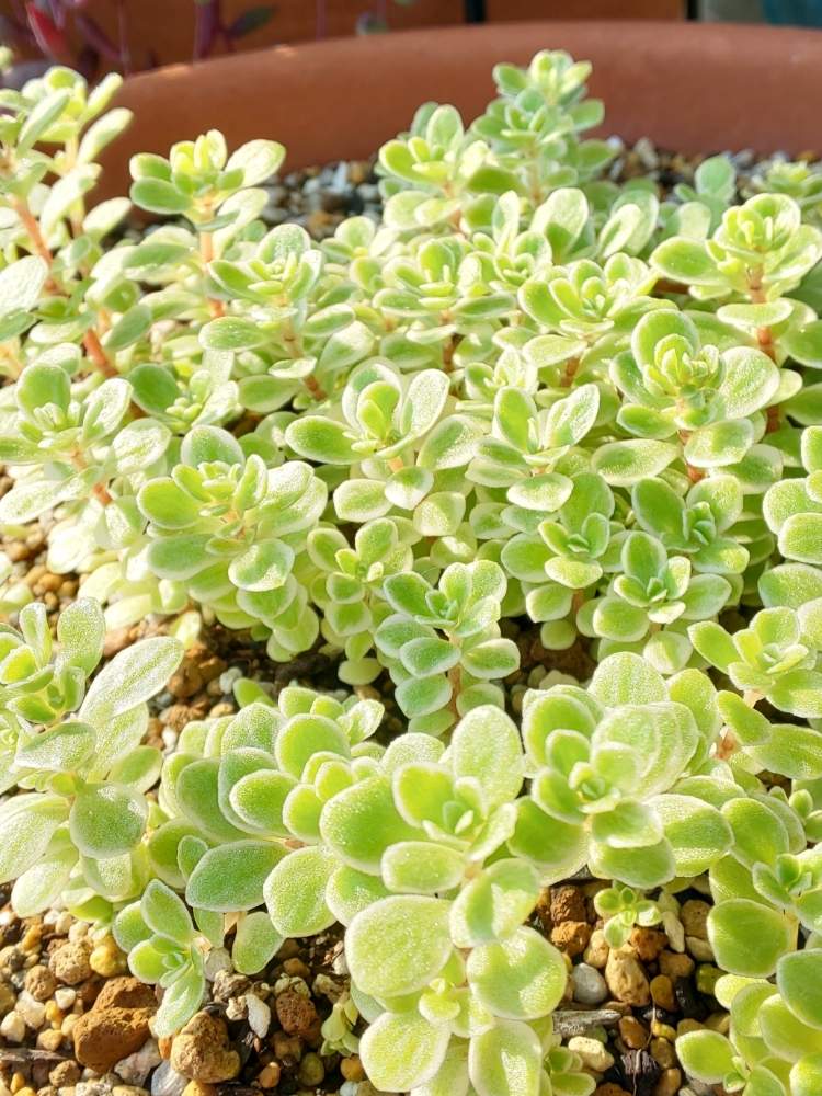 覆輪丸葉万年草の投稿画像 By たっちんさん セダム属と多肉植物とたっちんの覆輪丸葉万年草とチーム17と多肉のある暮らしとおうち園芸と多肉ラボ C と花のある暮らし 月6月15日 Greensnap グリーンスナップ