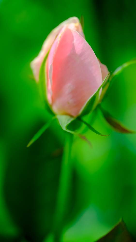 バラ オードリー ヘップバーン Audrey Hepburnの投稿画像 By ピッチさん Fujifilm X T2とばら バラ 薔薇とバラ オードリーヘップバーンとおどりばとばら 薔薇 バラとバラ ミニバラとバラ 薔薇 ばら 月6月15日 Greensnap グリーンスナップ