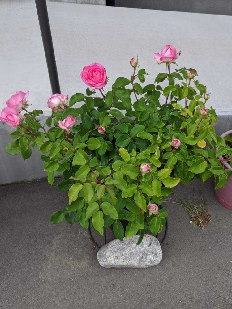 ビバリーの挿し木 鉢植えと地植えの比較 Greensnap グリーンスナップ