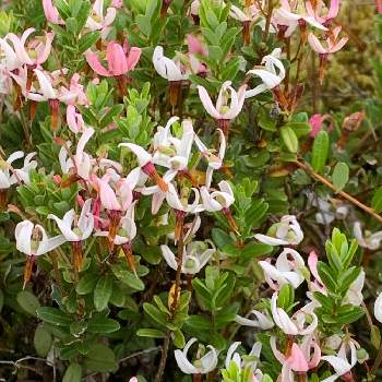 クランベリーの花の投稿画像一覧 Greensnap グリーンスナップ