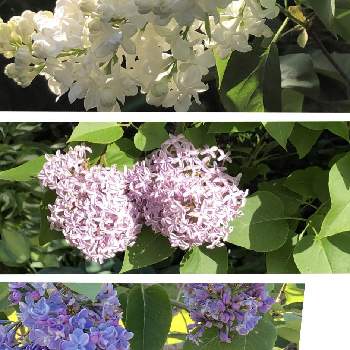 ライラックの花の画像 by Les fleurs ＊＊＊＊さん | お出かけ先とピンクと紫の花と白い花♡とライラックの花