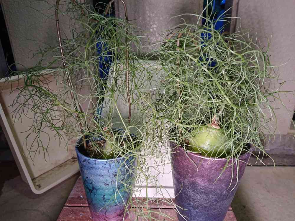 【植物引退】大蒼角殿 植物引退】大蒼角殿