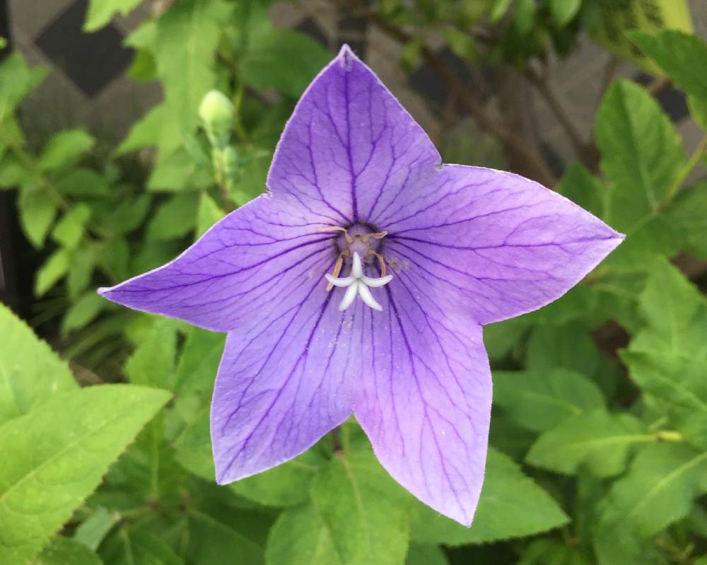 キキョウの投稿画像 By Trekkさん 6月の花と山野草と横浜付近と夏のお花と多年草とキキョウ科 と桔梗とお出かけ先と6月の花と山野草と横浜付近と夏のお花と多年草とキキョウ科 月6月15日 Greensnap グリーンスナップ Greensnap グリーンスナップ