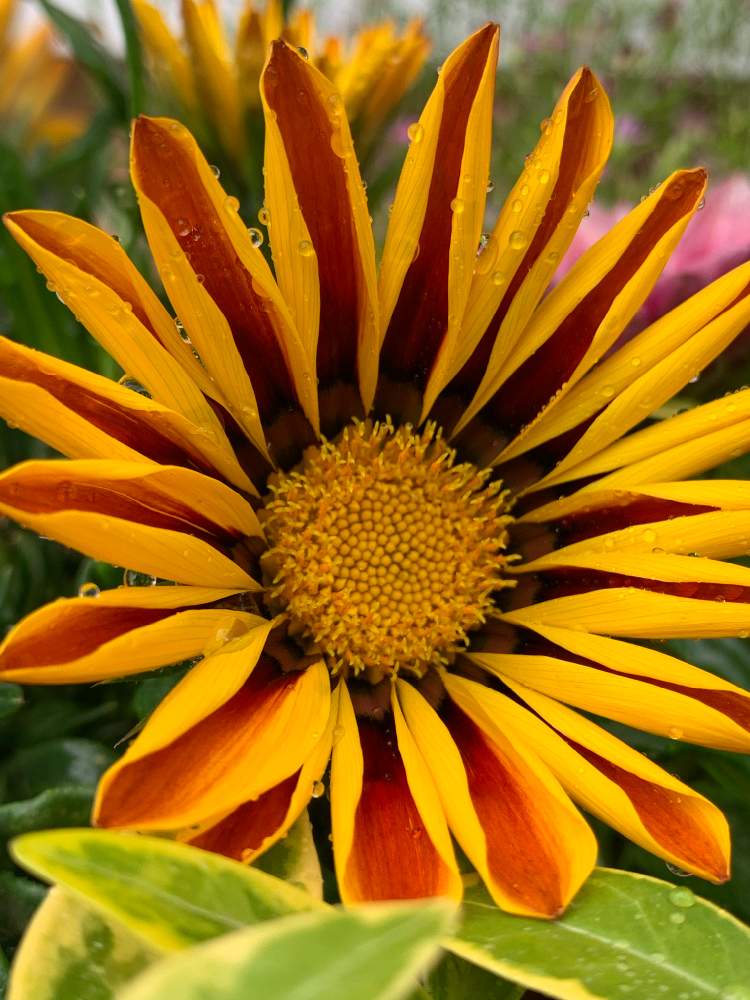 ガザニアの投稿画像 By Mimisuke450さん 花のある暮らしと北海道 月6月15日 Greensnap グリーンスナップ