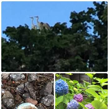 館林市の投稿画像一覧 Greensnap グリーンスナップ