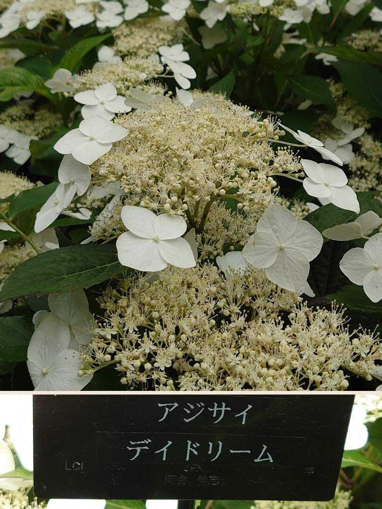 紫陽花 横浜イングリッシュガーデンの紫陽花 他 Greensnap グリーンスナップ