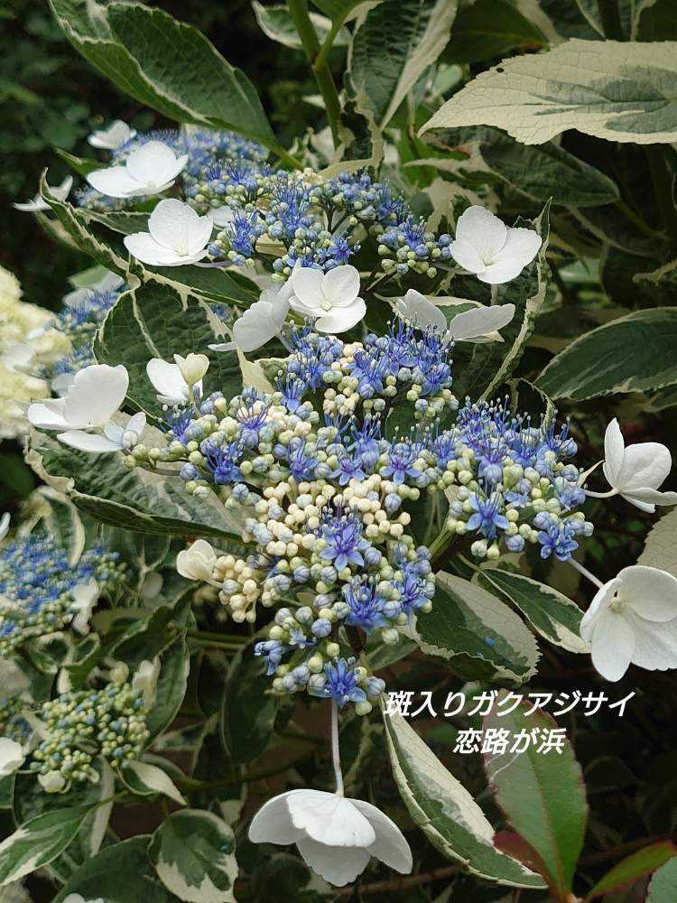 紫陽花 横浜イングリッシュガーデンの紫陽花 他 Greensnap グリーンスナップ