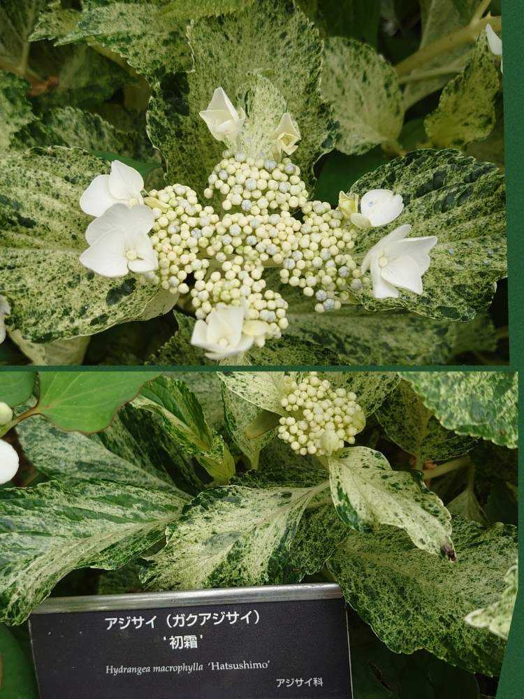 紫陽花 横浜イングリッシュガーデンの紫陽花 他 Greensnap グリーンスナップ