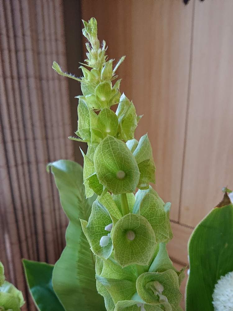 モルセラ カイガラサルビア の投稿画像 By 順さん 月6月15日 Greensnap グリーンスナップ Greensnap グリーンスナップ