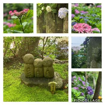 長谷寺のアジサイの投稿画像一覧 Greensnap グリーンスナップ