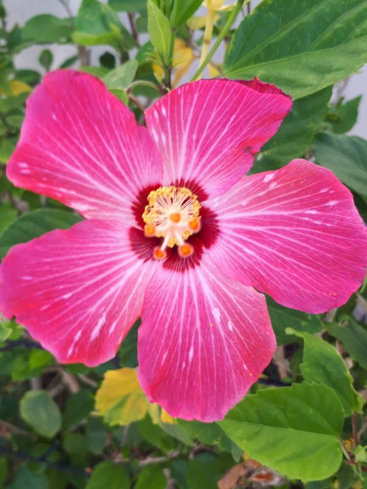 ハイビスカスの投稿画像 By やすぼうさん 赤花とgs映えとおうち園芸と ハイビスカスと花のある暮らしとチーム福岡 月6月15日 Greensnap グリーンスナップ