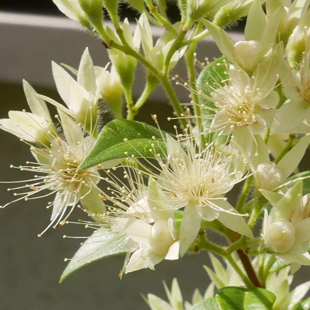 シナモンマートルの投稿画像 By 花の首飾りさん ギンバイカ マートル とおうち時間と庭の花と可愛い花とgs映えとおうち園芸とハーブと低木と花 のある暮らしとクリーム色の花とかわいいとおうちですごそうと白い花と小さな花と小さな庭と1 000万枚突破とおうち時間と庭の