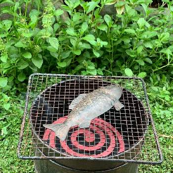 魚焼き網の投稿画像一覧 Greensnap グリーンスナップ