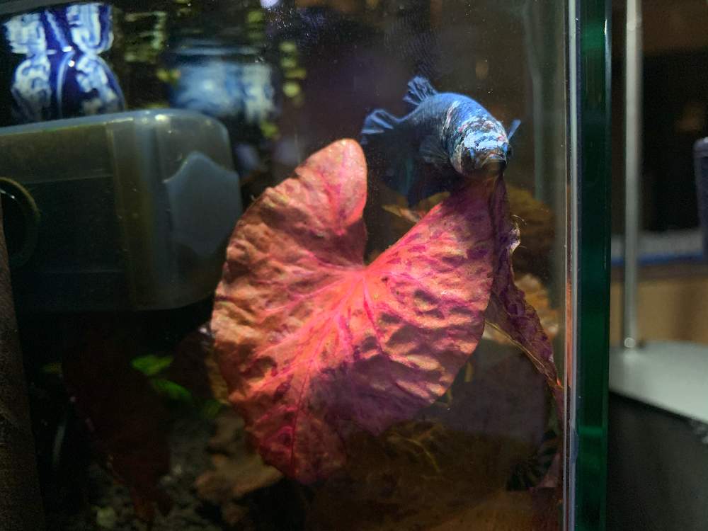 タイガーロータス レッドの投稿画像 By オッサンと園芸さん テラリウムとおうち園芸と卓上園芸とすいれん科と水槽とベタ水槽と水草とベタ 鑑賞魚 月6月16日 Greensnap グリーンスナップ