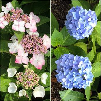 ホンアジサイ 額紫陽花手毬咲き の投稿画像一覧 Greensnap グリーンスナップ