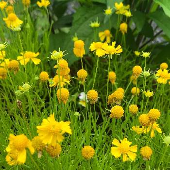 黄色の花♡の画像 by カンパニュラさん | 小さな庭と松葉ハルシャギクといっぱーい(*^ー^)と(*˘⌣˘*)✿ฺ。おはよう♬と花が好き❤と黄色の花♡と꒰ღ˘◡˘ற꒱かわゅ~