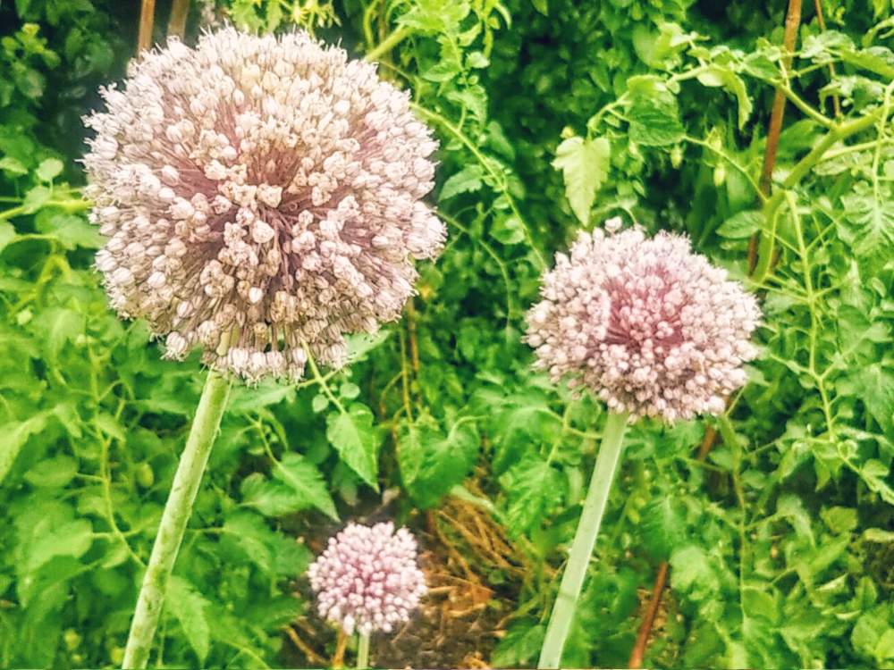 ニンニクの花の投稿画像 By 南の風さん 丸い花とおうちde菜園とおうち園芸とまんまるとにんにく栽培とジャンボニンニク栽培 月6月16日 Greensnap グリーンスナップ