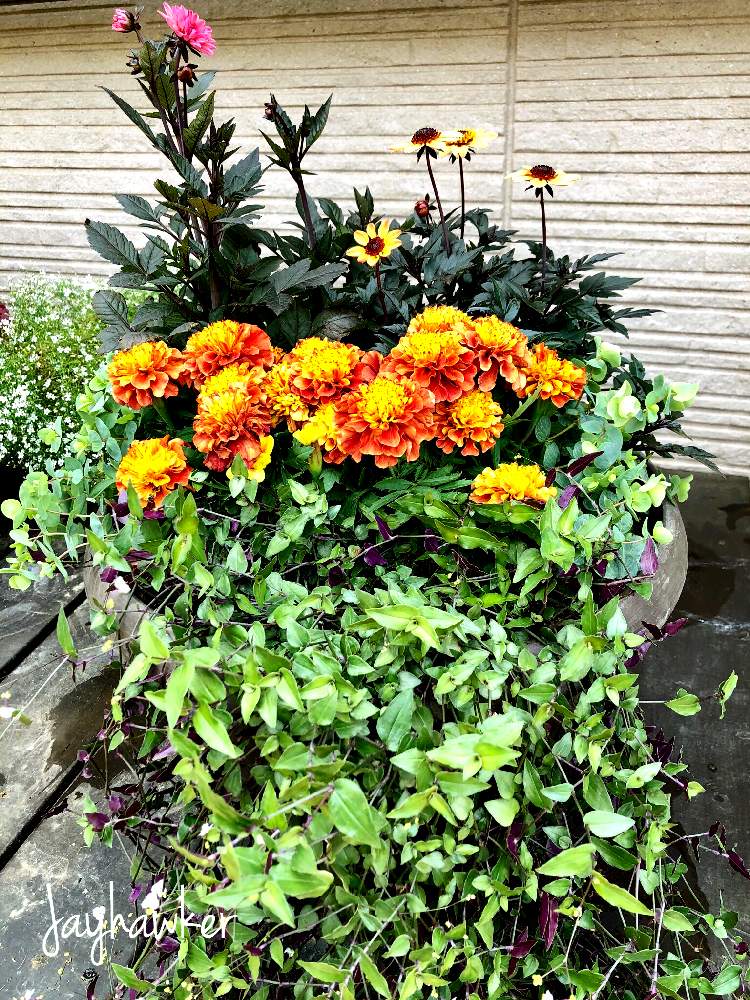 フレンチマリーゴールド ストロベリープロンドの投稿画像 By Jayhawkerさん 寄せ植えとオレガノとブライダルベールとプチダリア ハミングブロンズ エタニティとプチダリア ハミングブロンズ ニッポンとおうちで楽しむ夏の草花フォトコンとエントランスとおうちを彩る